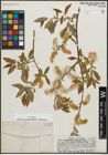 Foto von Salix pseudocordata Andersson